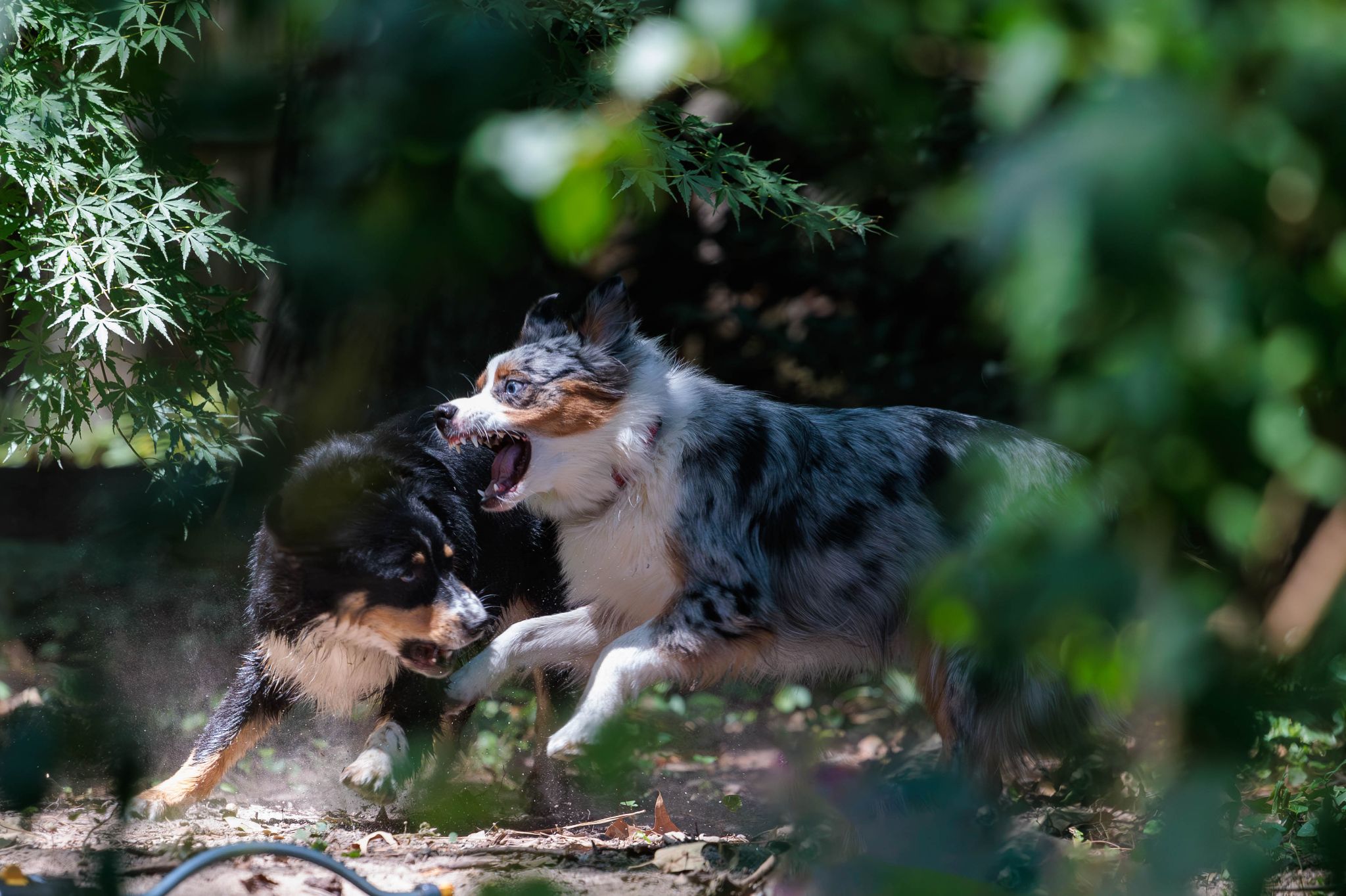 IMG 5133 Enhanced NR