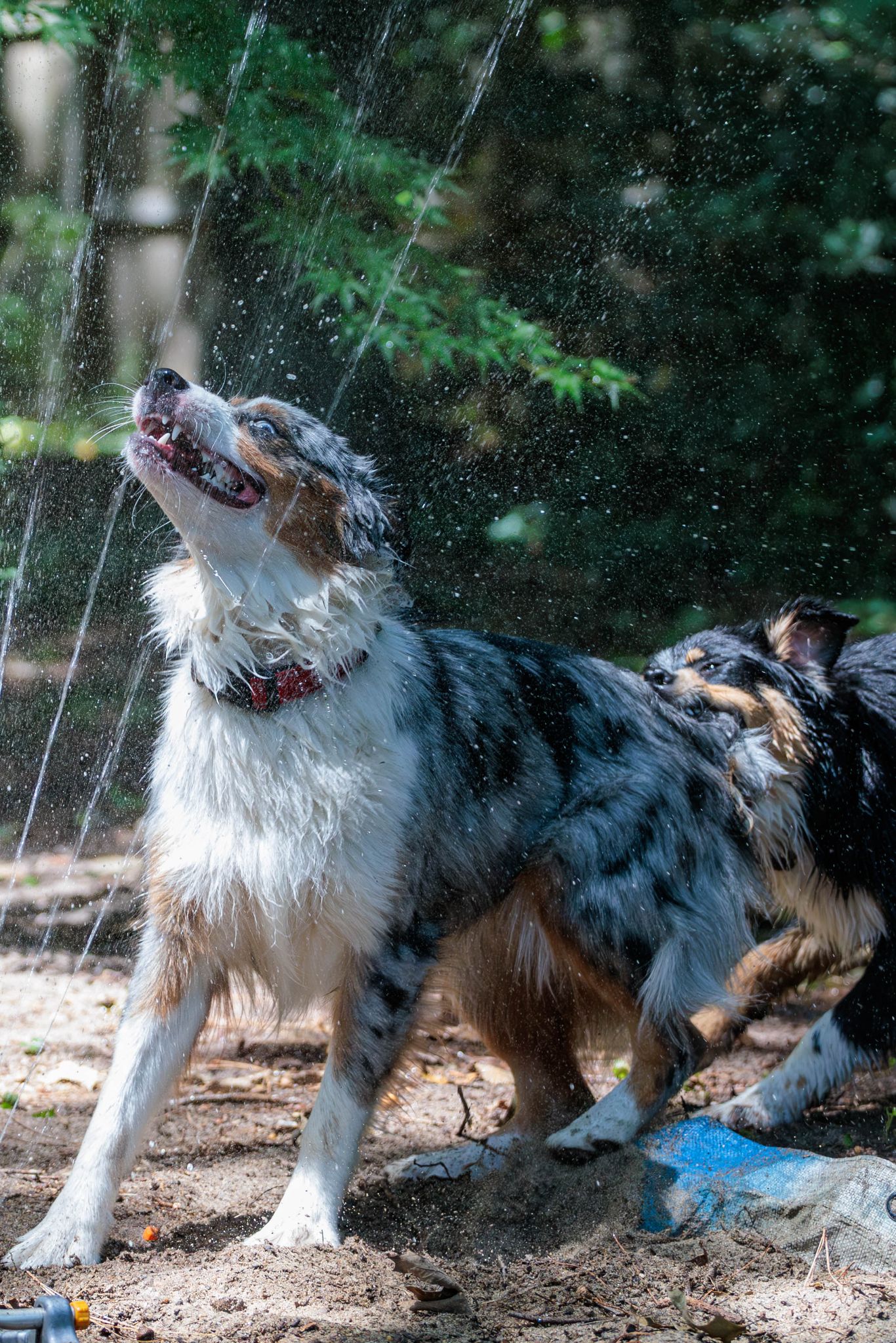 IMG 5153 Enhanced NR