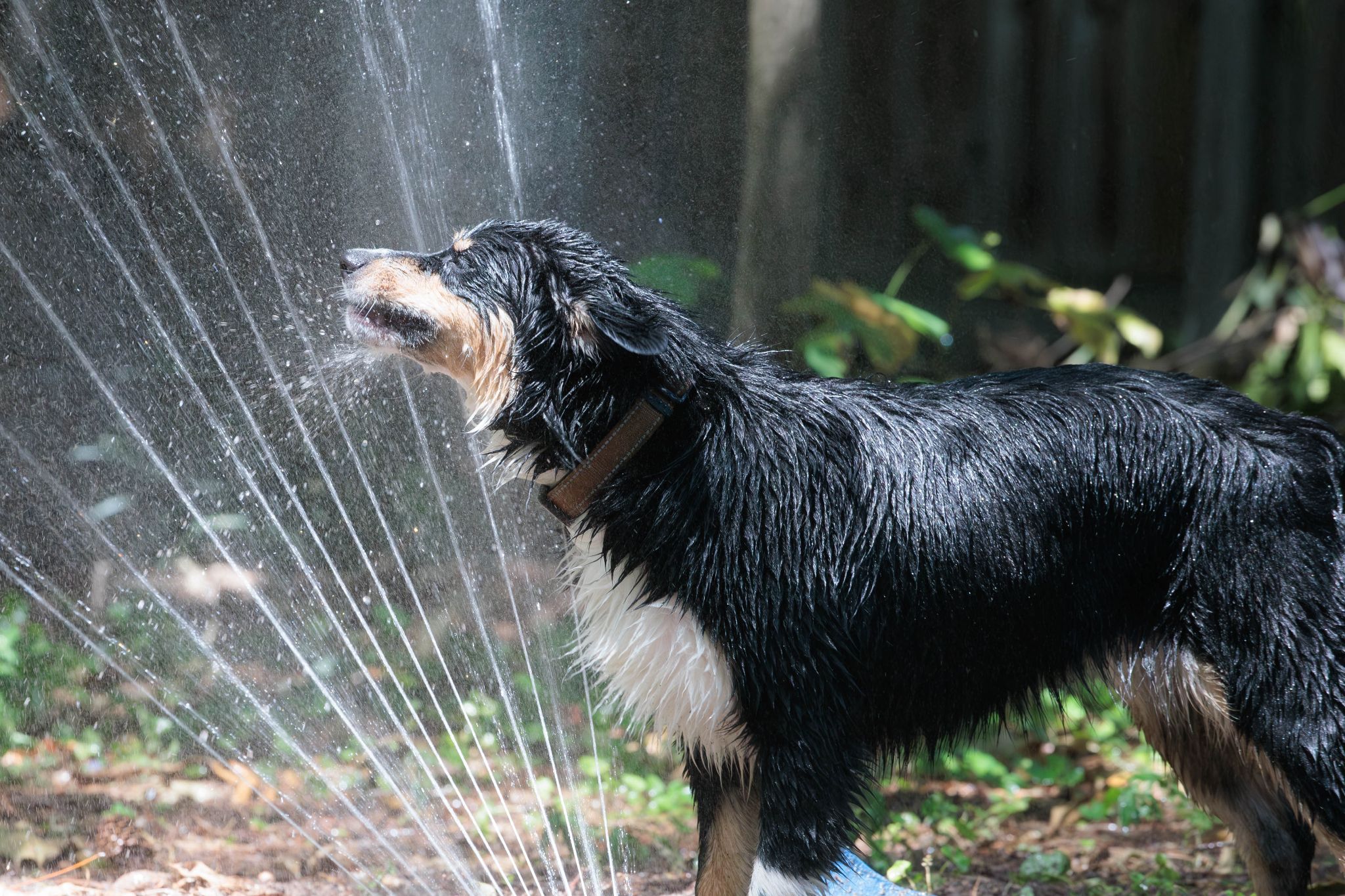 IMG 5196 Enhanced NR