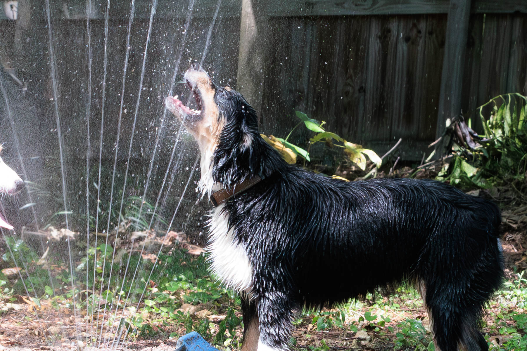 IMG 5236 Enhanced NR