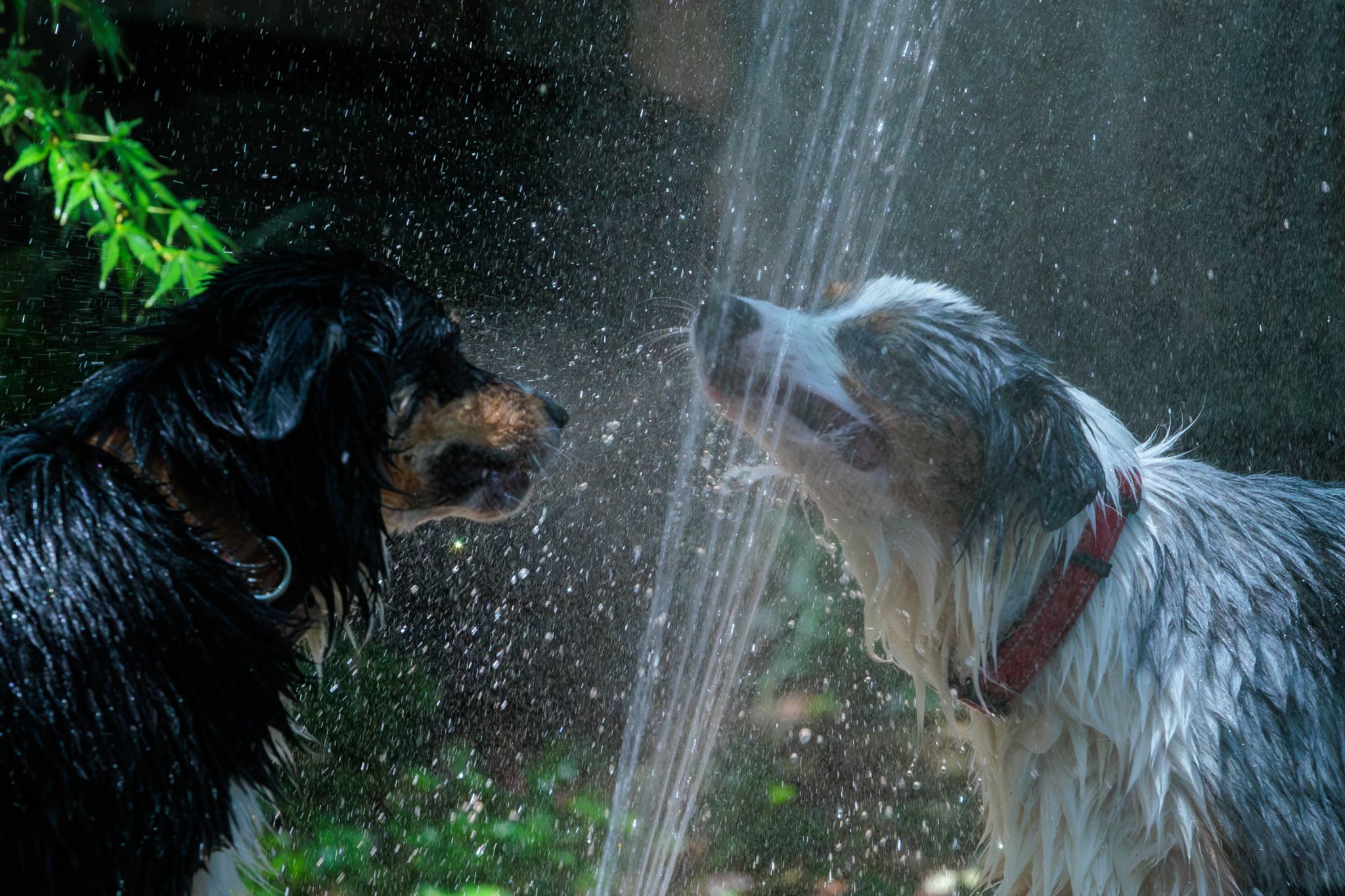 IMG 5282 Enhanced NR