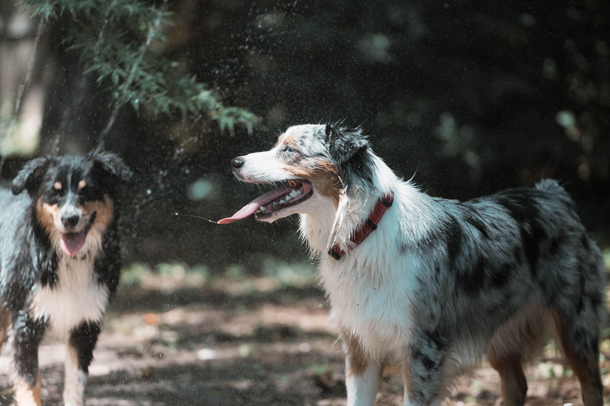 IMG 5155 Enhanced NR