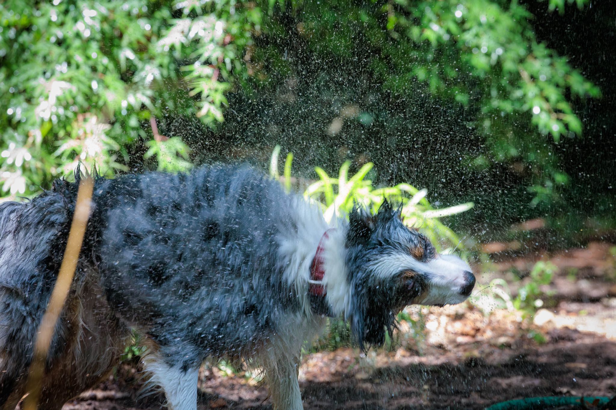 IMG 5215 Enhanced NR