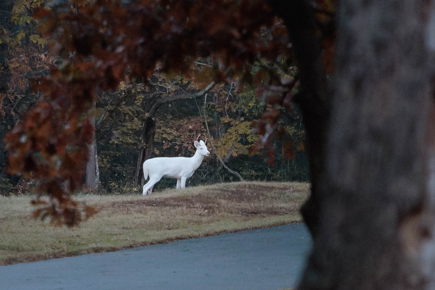 IMG 5966 Enhanced NR 2