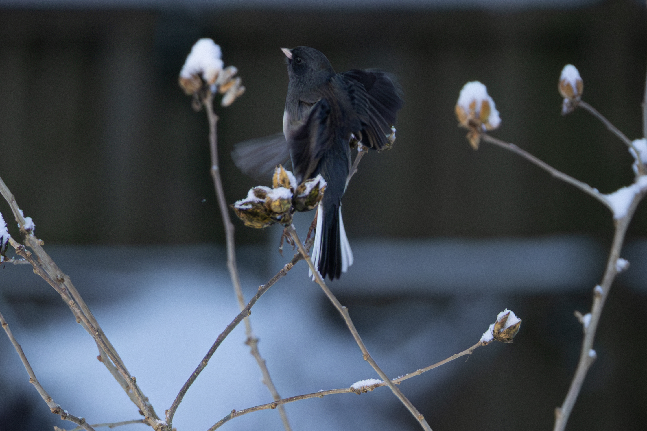 IV6A2115 Enhanced NR